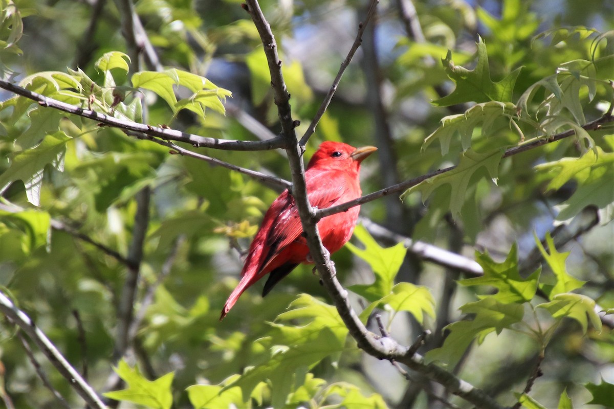 Summer Tanager - ML97362531