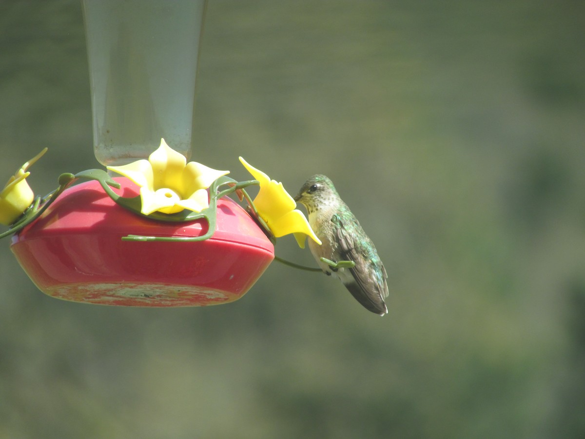 hummingbird sp. - ML97362761