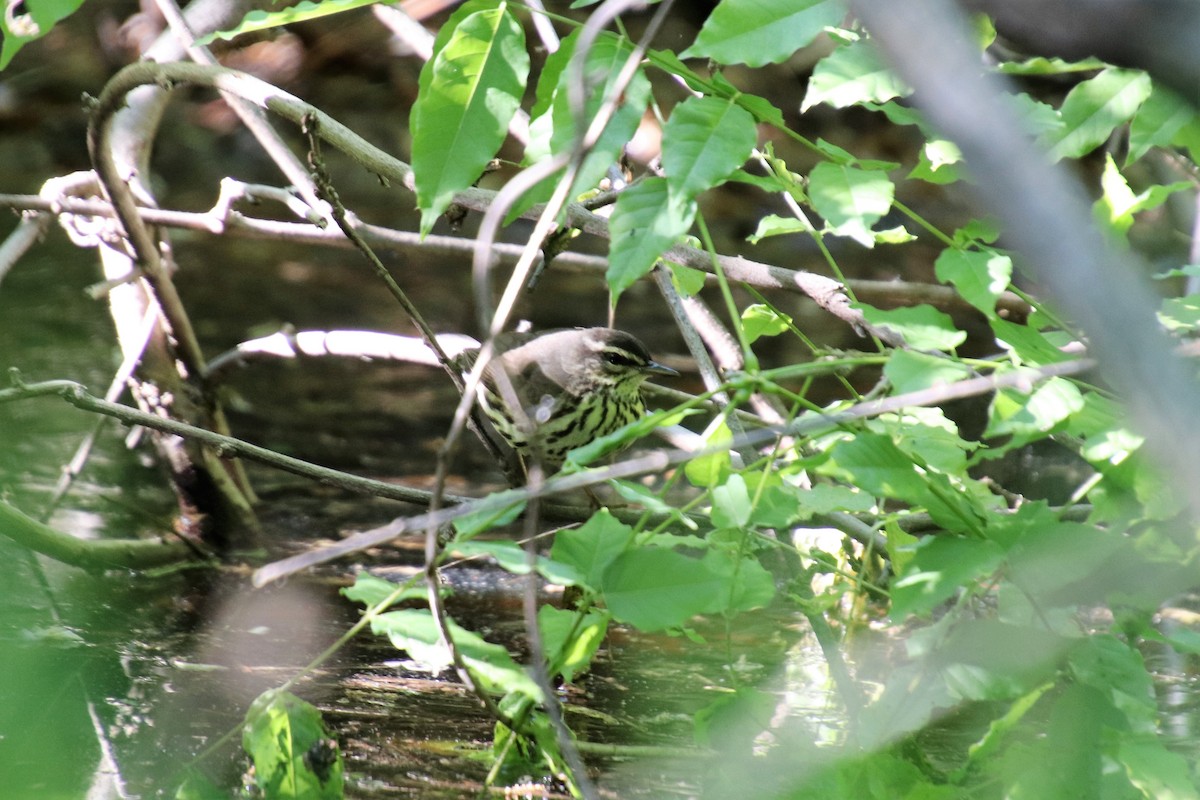 Louisiana Waterthrush - ML97363591