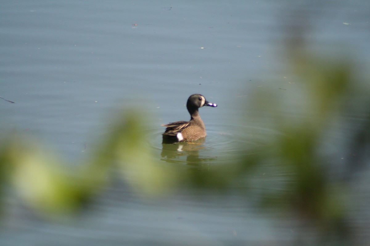 Blue-winged Teal - ML97365021