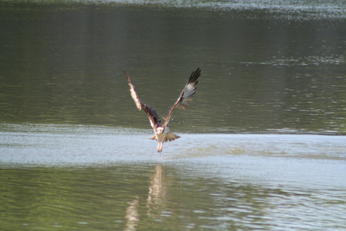 Balbuzard pêcheur - ML97365421