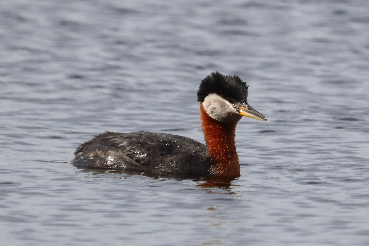Red-necked Grebe - ML97365761