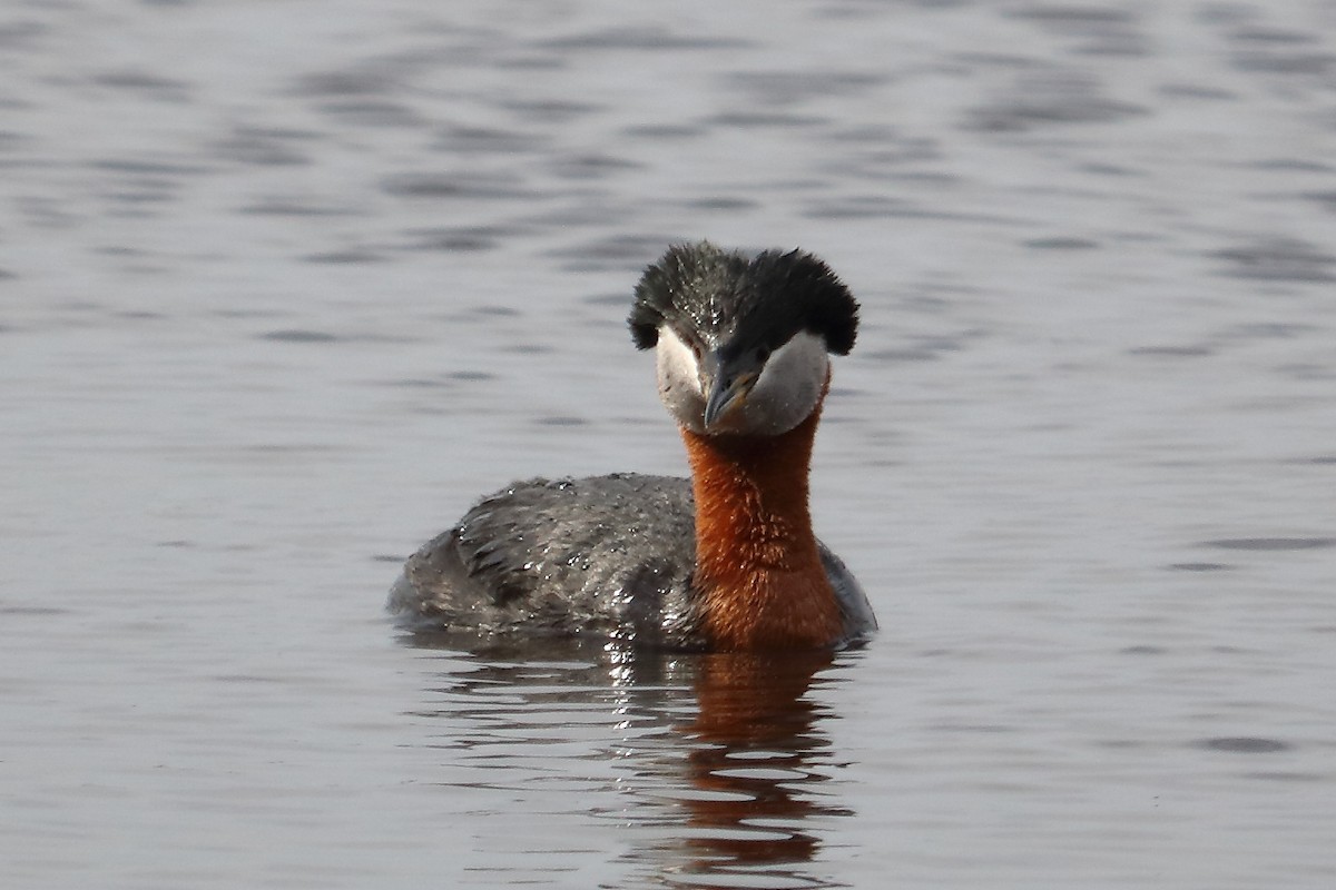 Red-necked Grebe - ML97365781
