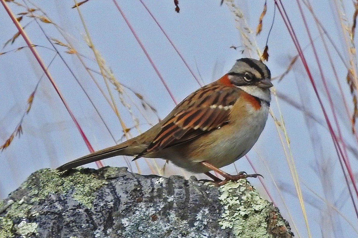 Rufous-collared Sparrow - ML97365901