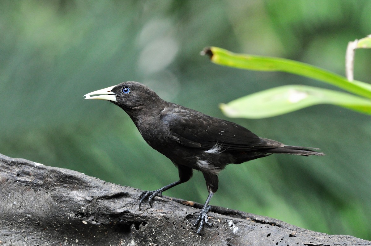 Red-rumped Cacique - ML97367811