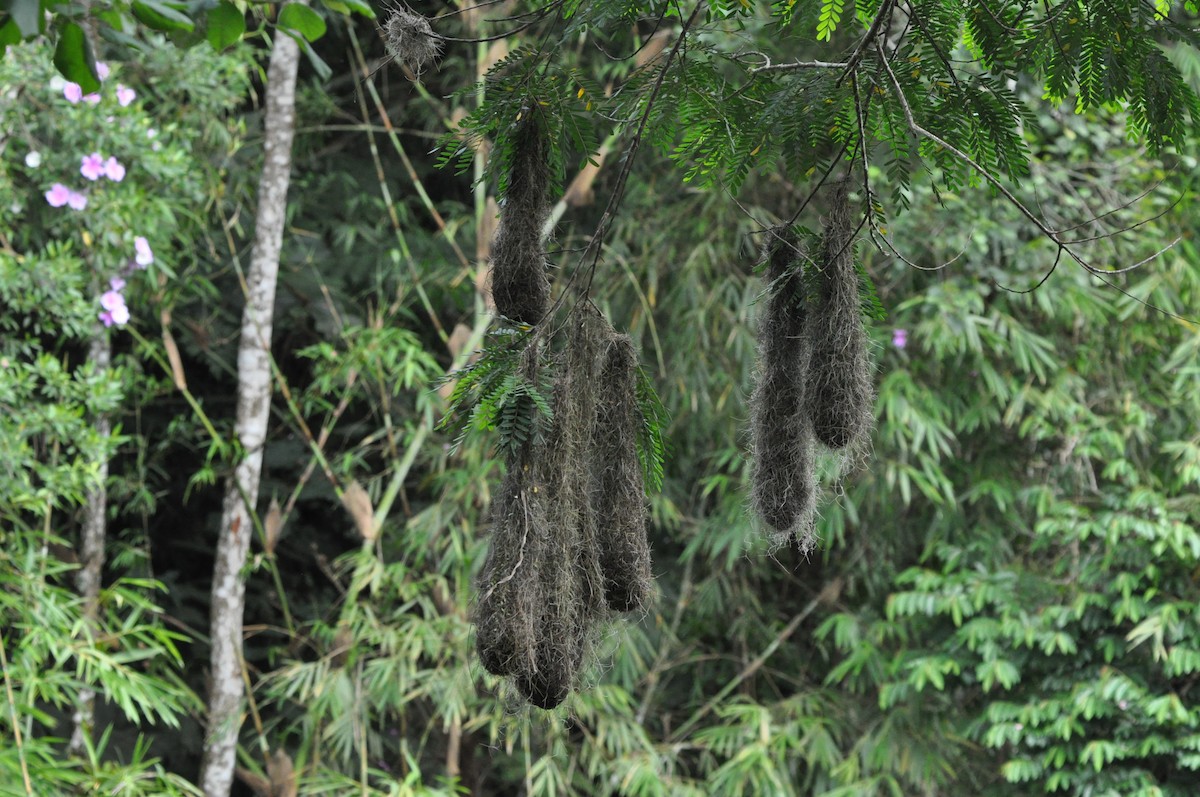 Red-rumped Cacique - ML97367881