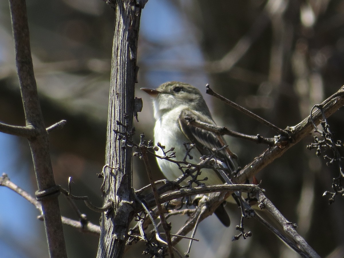 Least Flycatcher - ML97367891