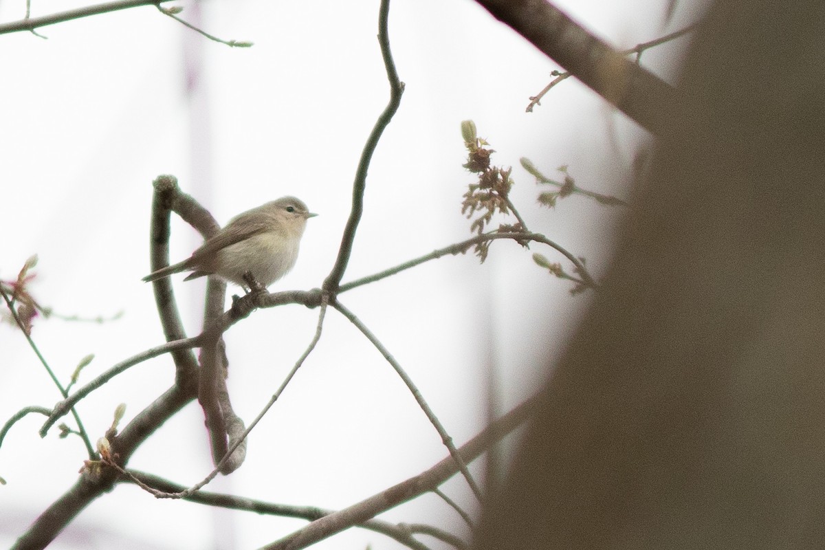 Vireo Gorjeador (gilvus) - ML97368111