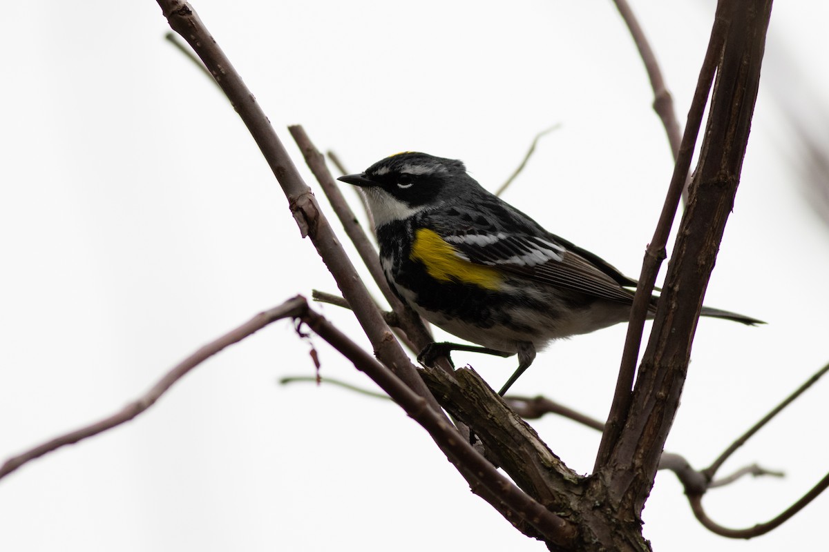Yellow-rumped Warbler (Myrtle) - ML97368191