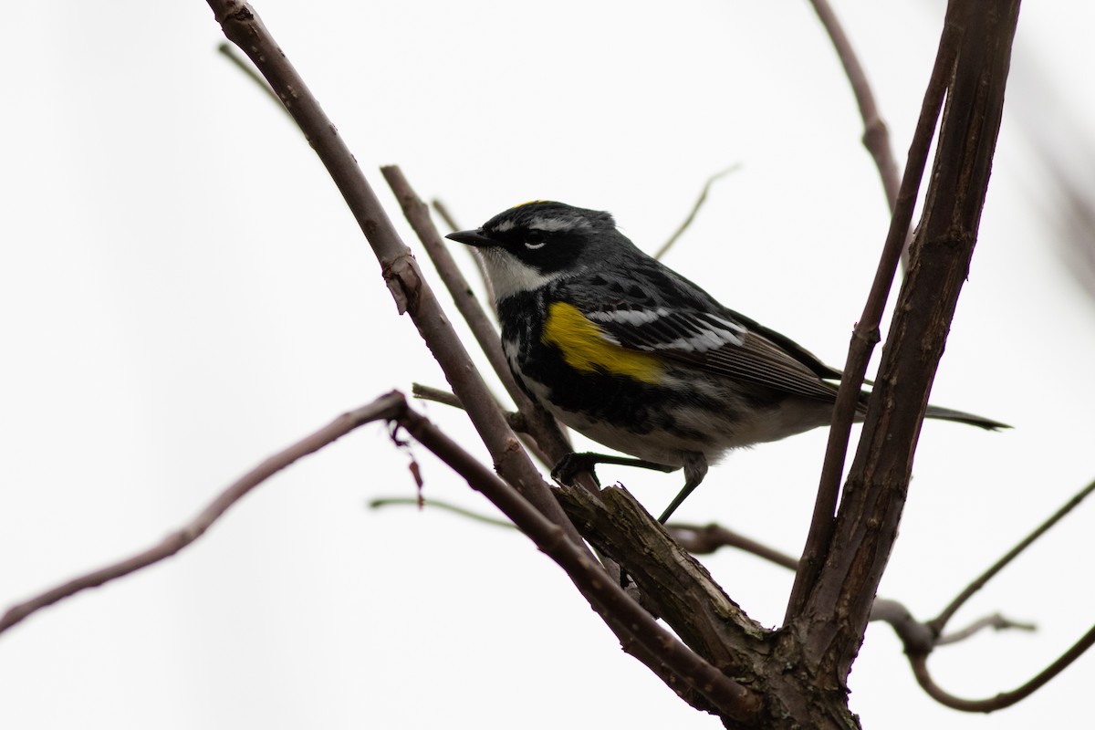 lesňáček žlutoskvrnný (ssp. coronata) - ML97368191