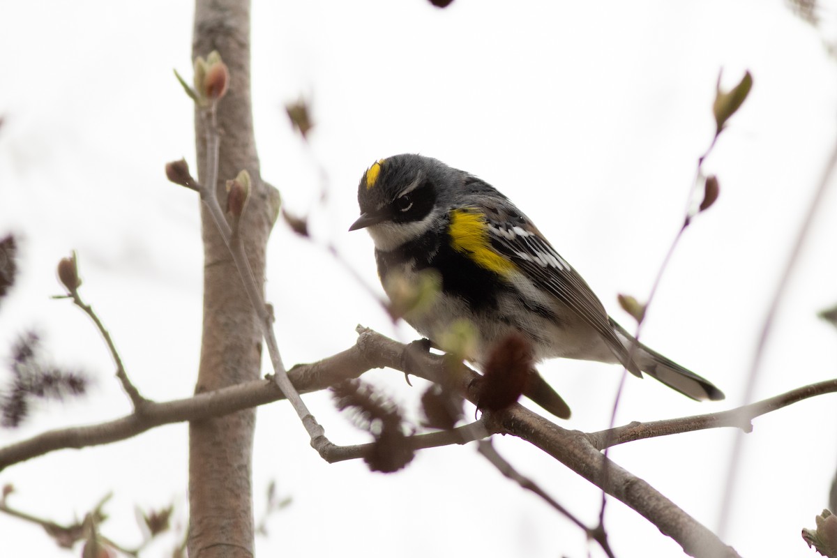 Paruline à croupion jaune (coronata) - ML97368201