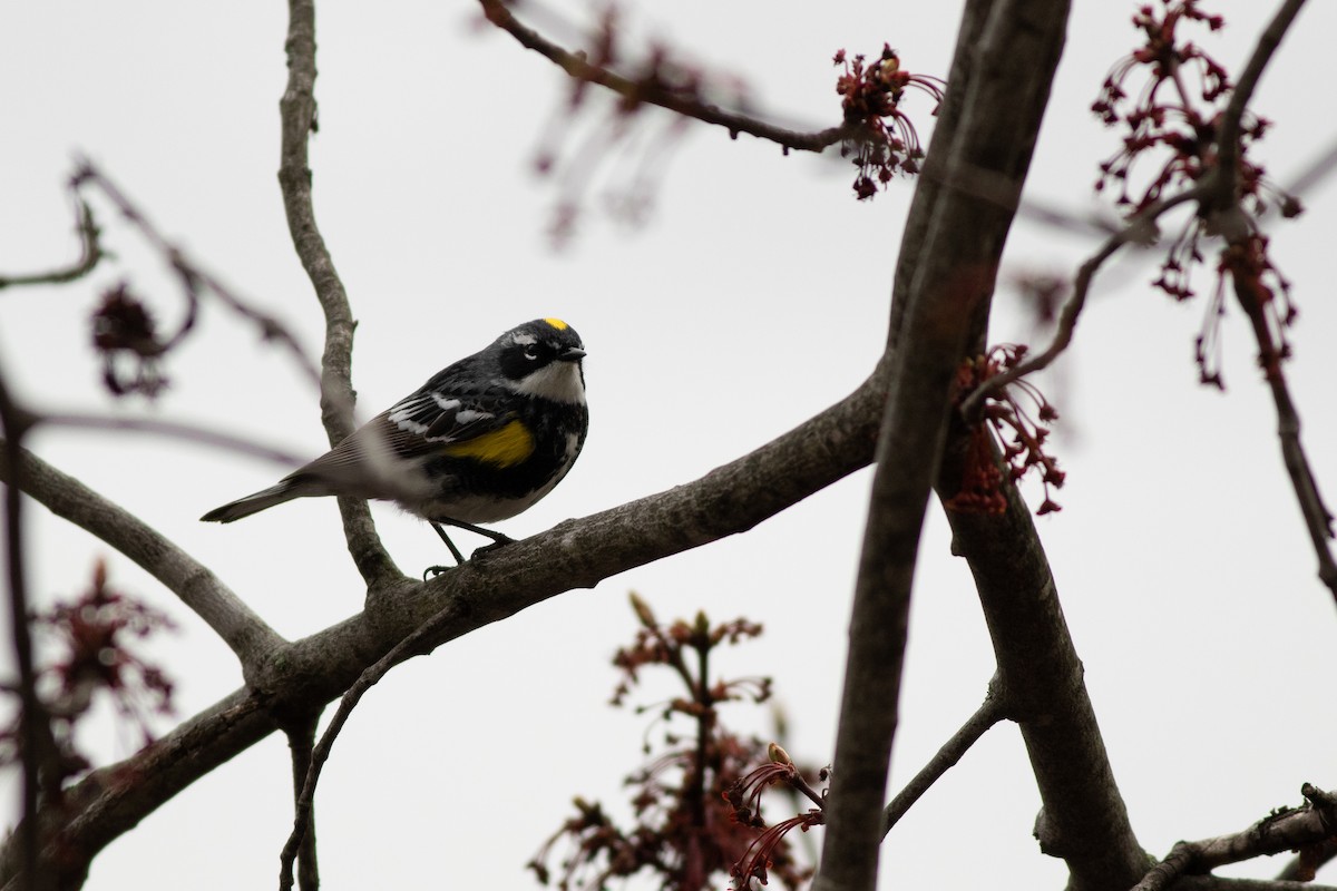 lesňáček žlutoskvrnný (ssp. coronata) - ML97368221