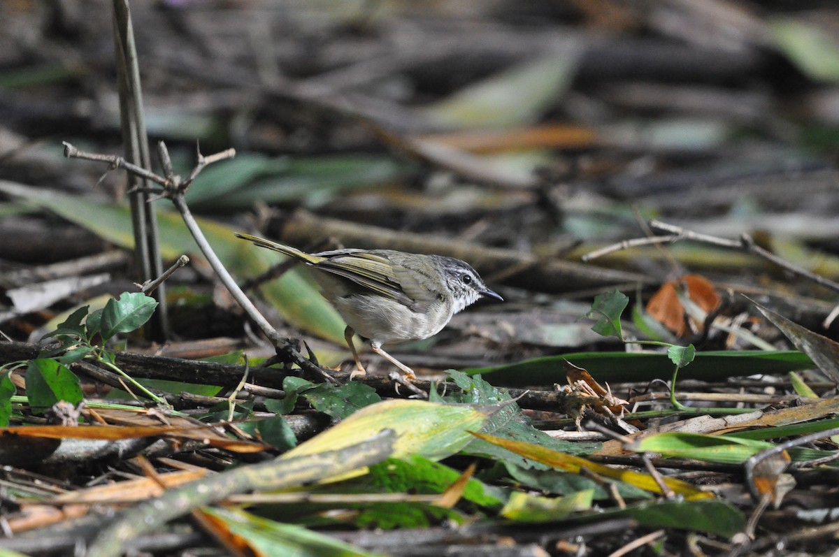 Riverbank Warbler - ML97368241