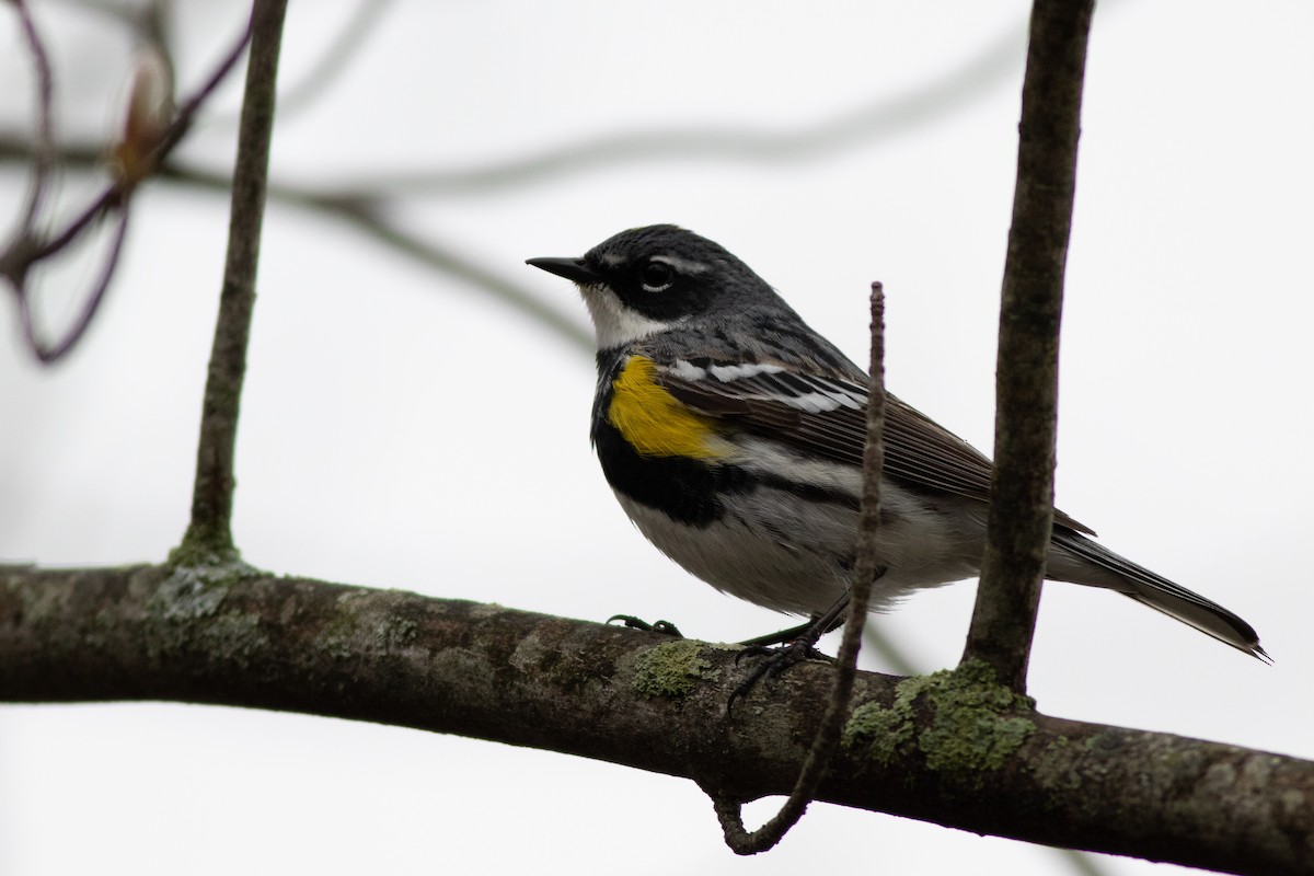 lesňáček žlutoskvrnný (ssp. coronata) - ML97368281