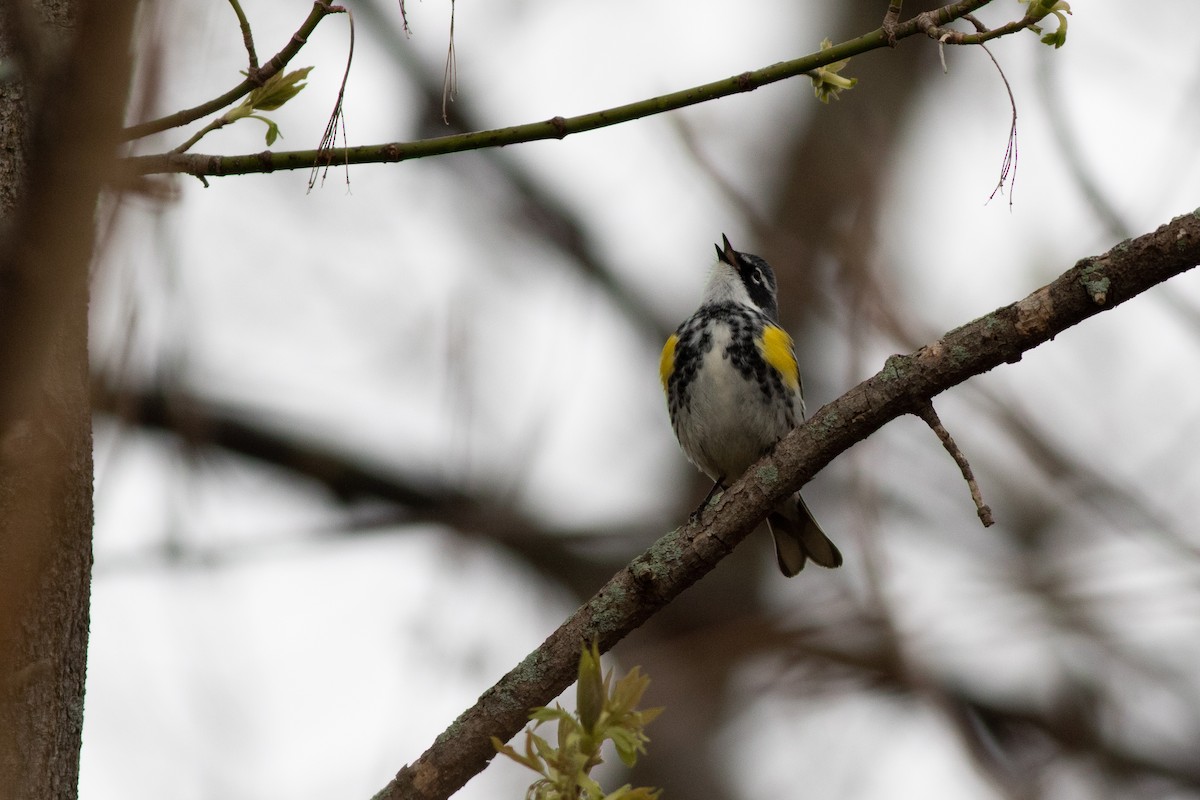 Yellow-rumped Warbler (Myrtle) - ML97368291