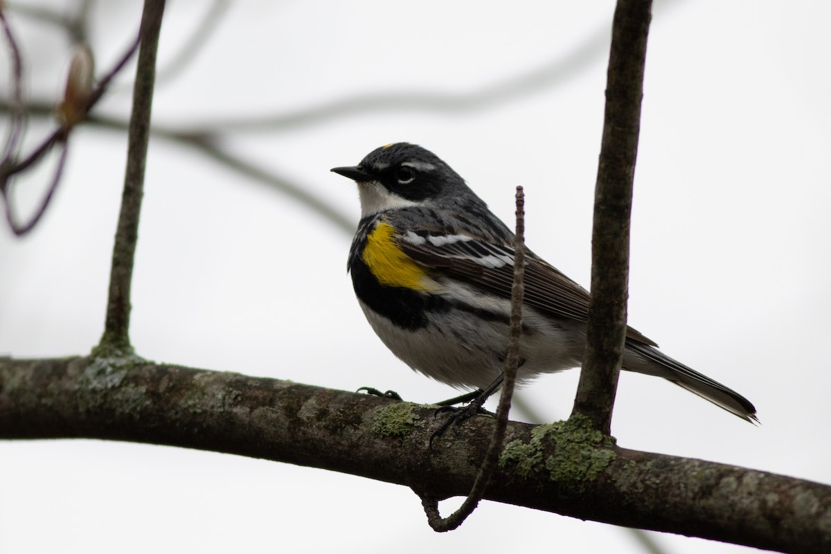 lesňáček žlutoskvrnný (ssp. coronata) - ML97368301