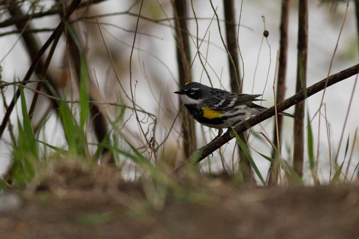 lesňáček žlutoskvrnný (ssp. coronata) - ML97368351