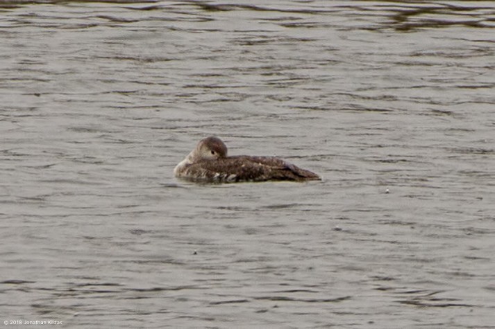 Red-throated Loon - ML97368391