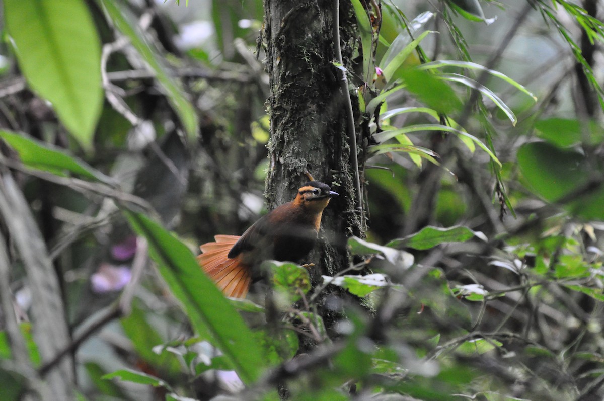 Black-capped Foliage-gleaner - ML97368451