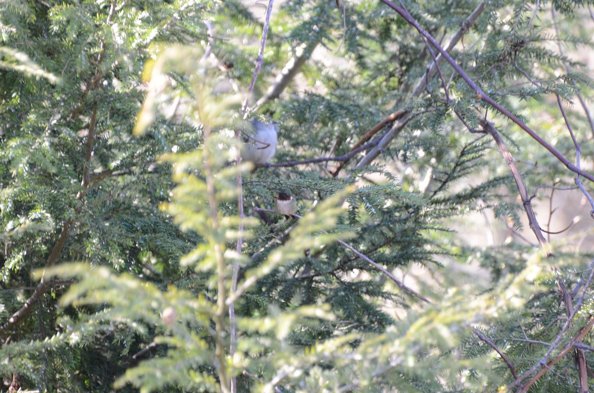 Yakut Boğazlı Kolibri - ML97368491