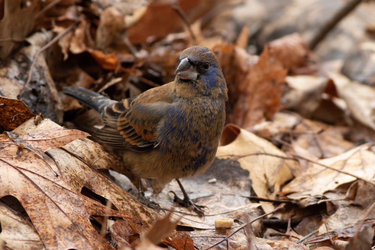 Blue Grosbeak - Max McCarthy