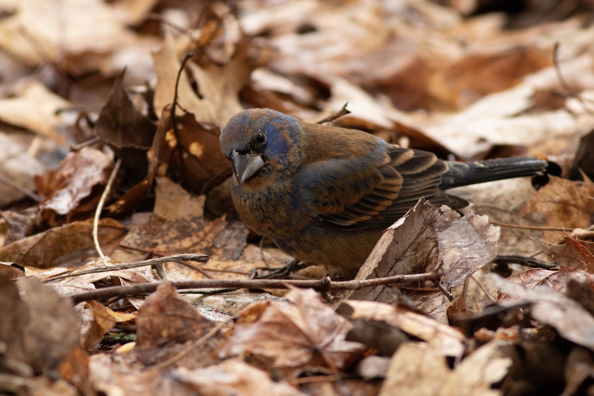 Blue Grosbeak - ML97368531