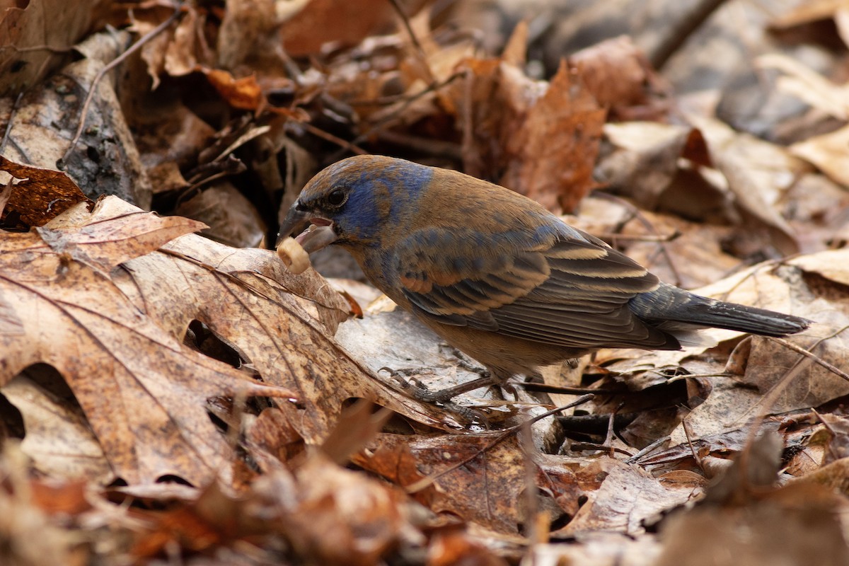 Blue Grosbeak - ML97368541