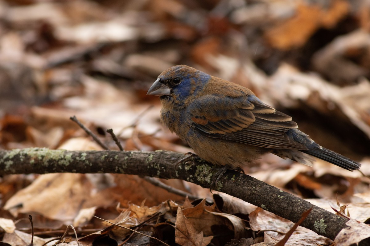 Blue Grosbeak - ML97368561