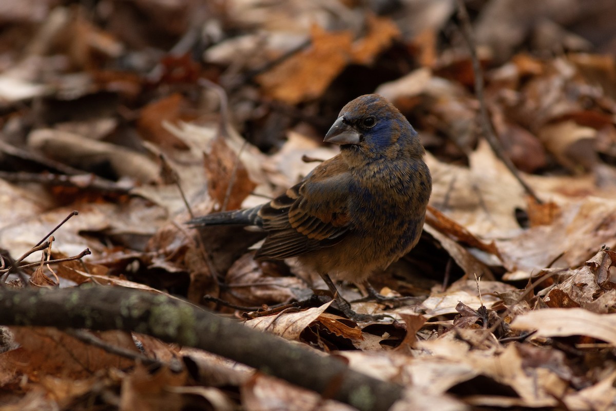 Blue Grosbeak - ML97368591