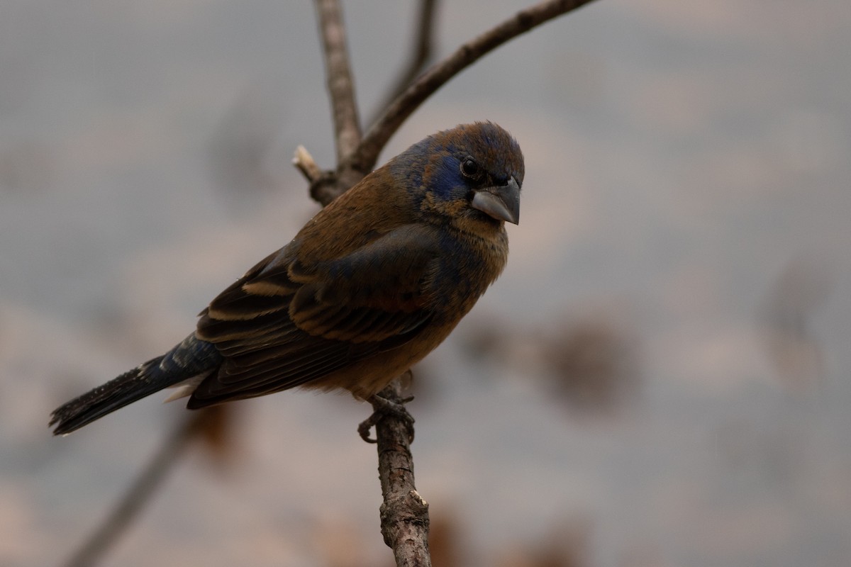 Blue Grosbeak - Max McCarthy