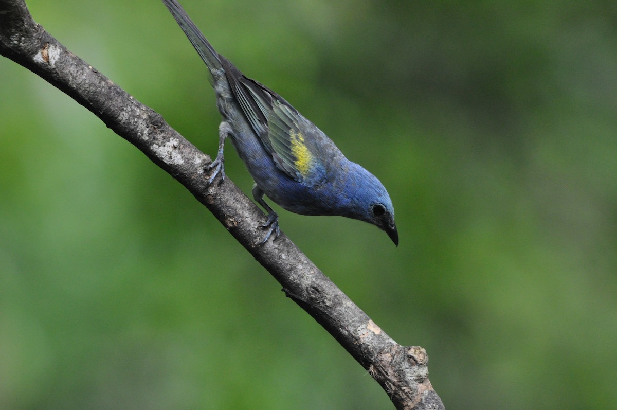 Golden-chevroned Tanager - ML97368641