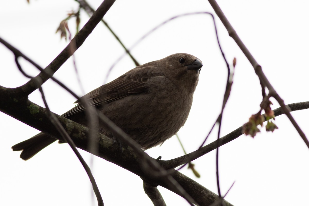 Brown-headed Cowbird - Max McCarthy