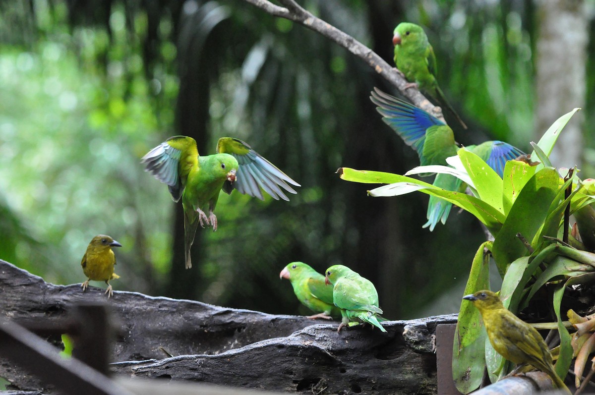 Plain Parakeet - ML97368781