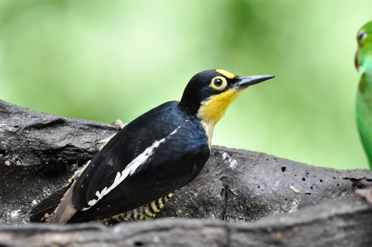 Yellow-fronted Woodpecker - Edvaldo R. Nuvolari