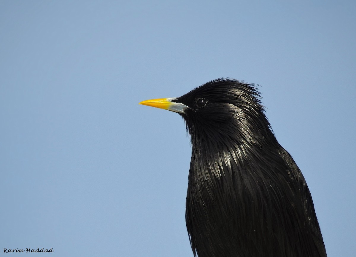 Spotless Starling - Karim Haddad