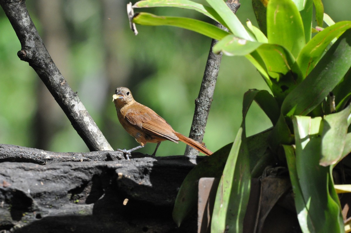 Ruby-crowned Tanager - ML97369381