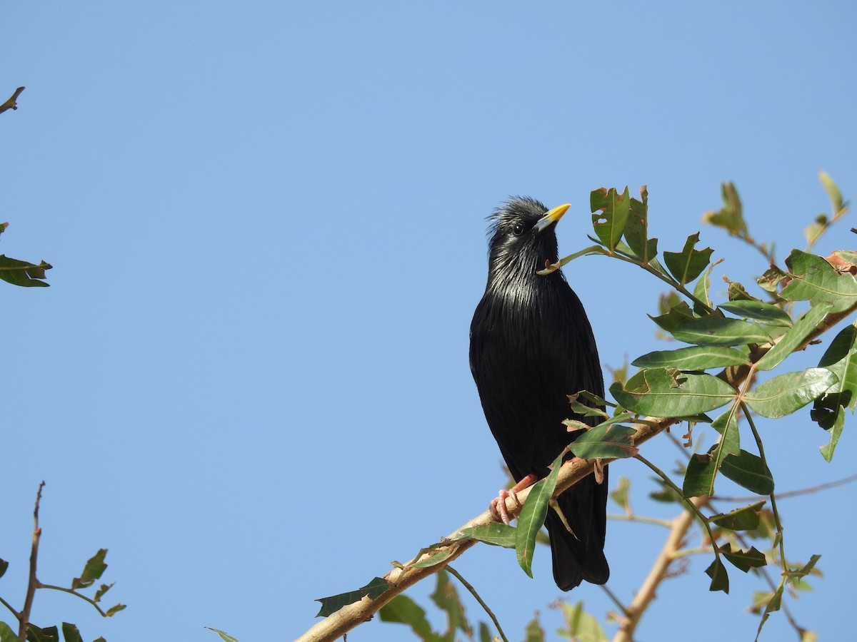 Spotless Starling - ML97369711