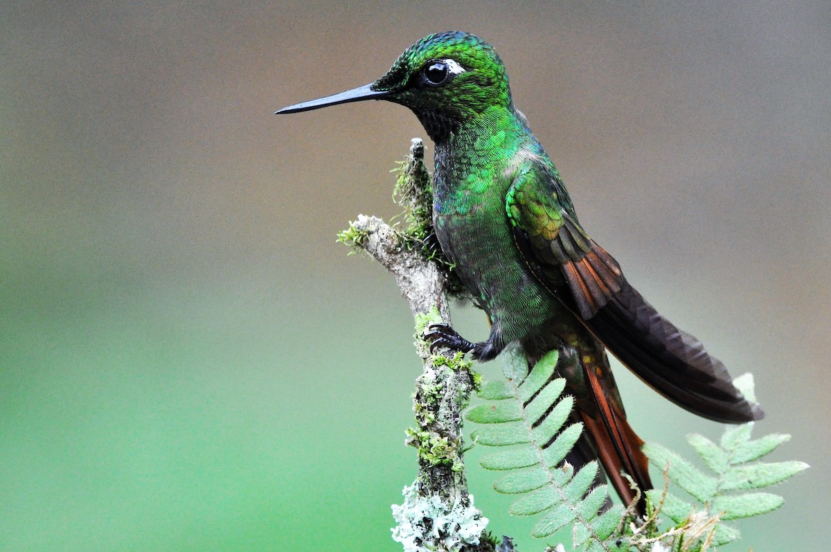 kolibřík brazilský - ML97369801