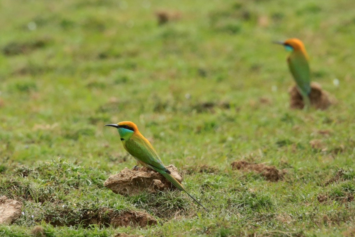 Asian Green Bee-eater - ML97369891