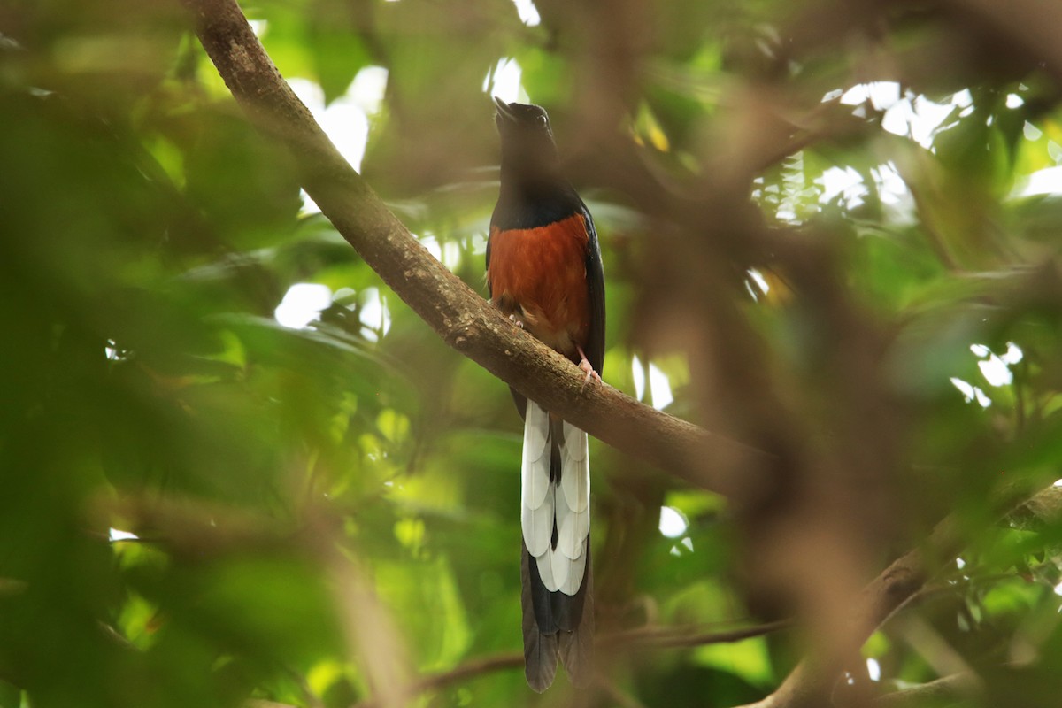 White-rumped Shama - ML97369941