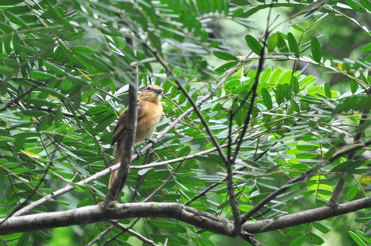 Chestnut-crowned Becard - ML97370081