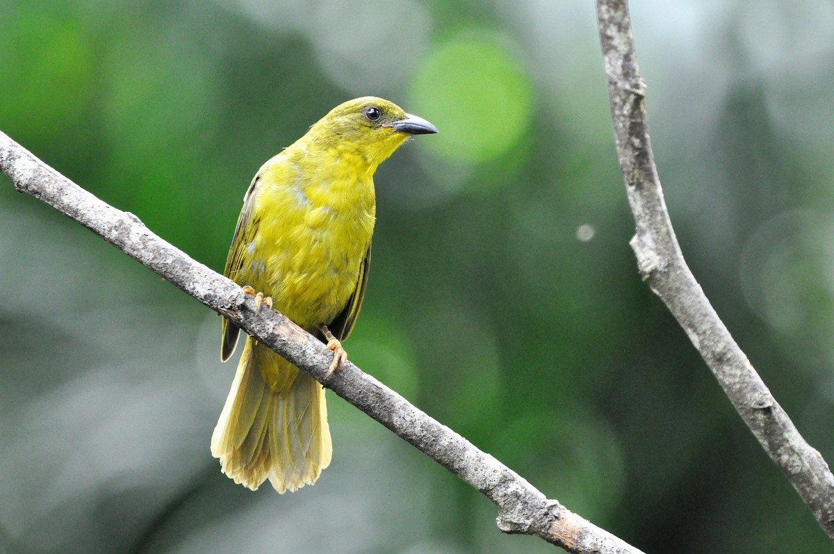 Olive-green Tanager - Edvaldo R. Nuvolari