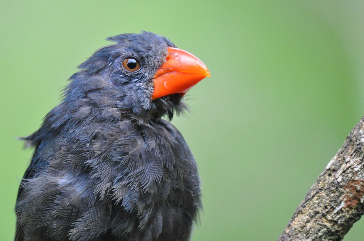 Black-throated Grosbeak - ML97370541