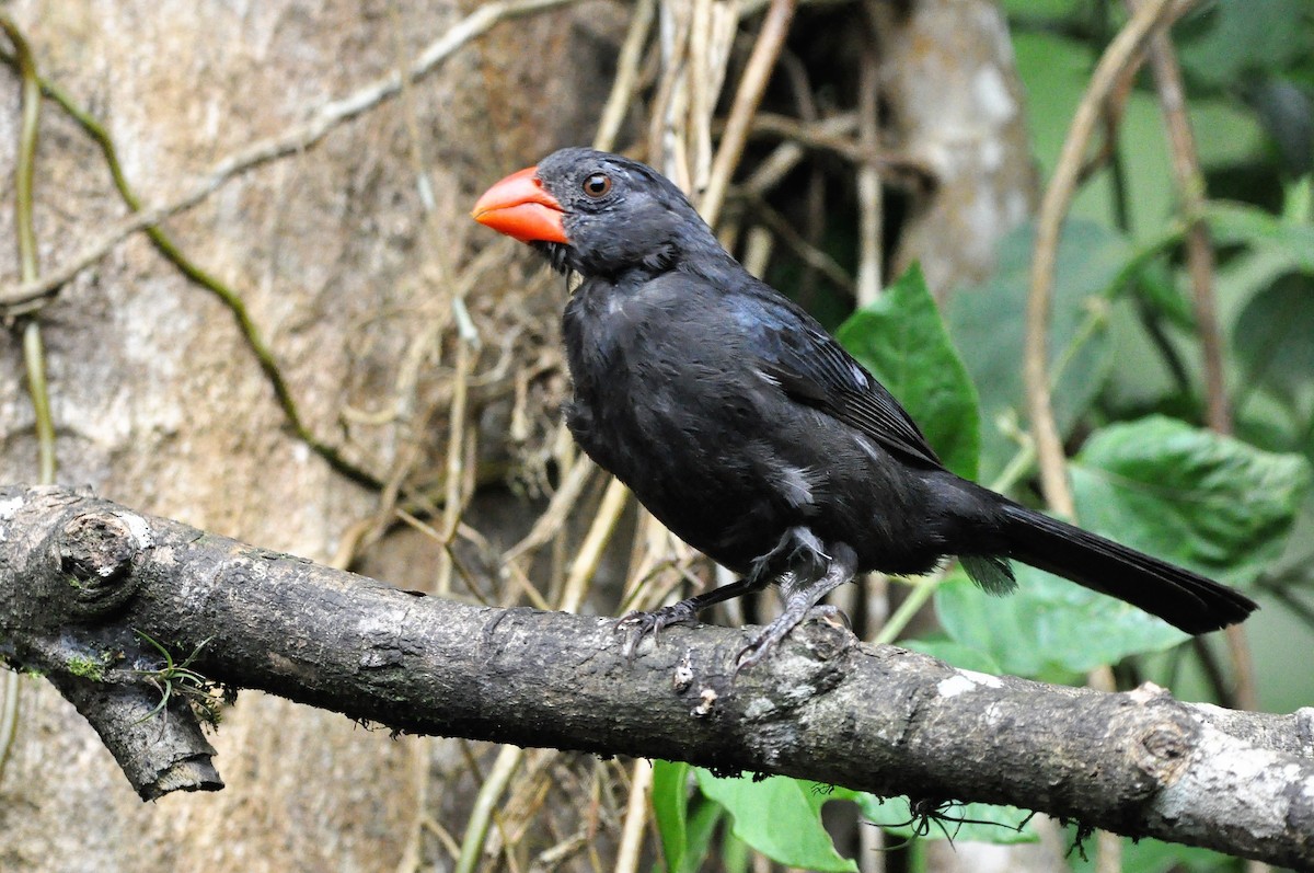 Black-throated Grosbeak - ML97370551