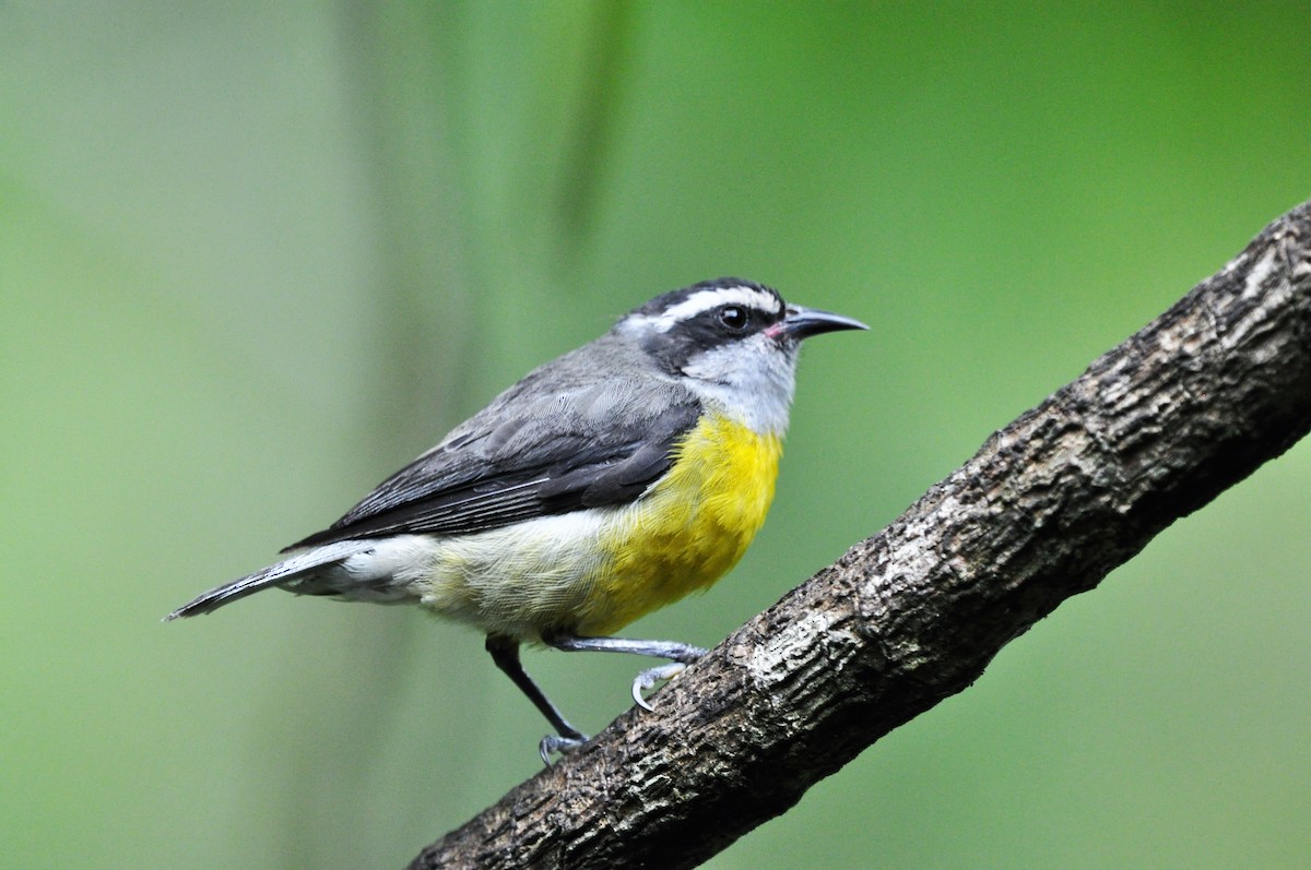 Bananaquit - Edvaldo R. Nuvolari