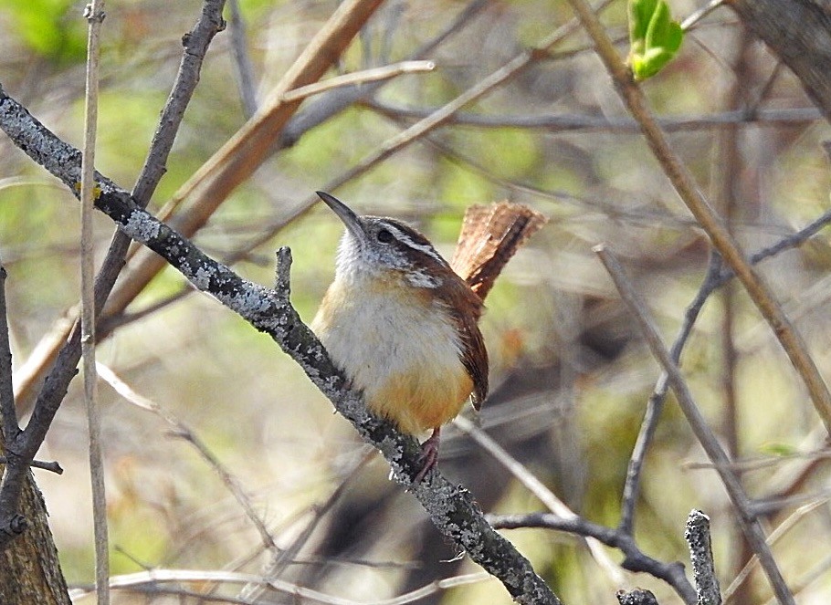 Carolina Wren - ML97370931