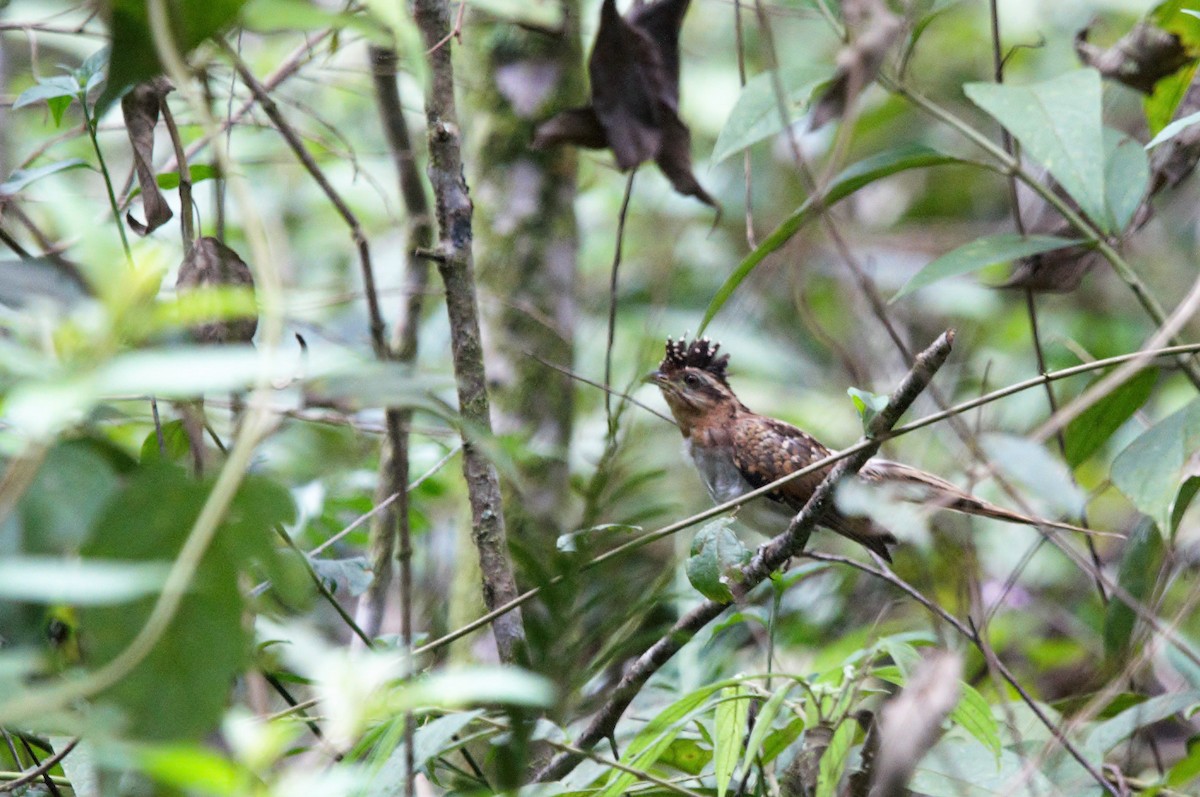 Striped Cuckoo - ML97371381