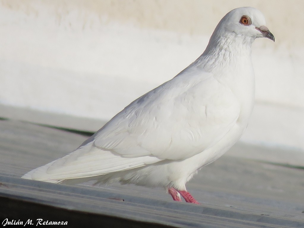 Сизый голубь (Одомашненного типа) - ML97372301