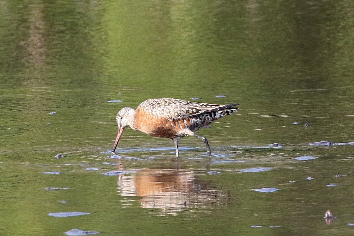 Hudsonian Godwit - Steve Parrish