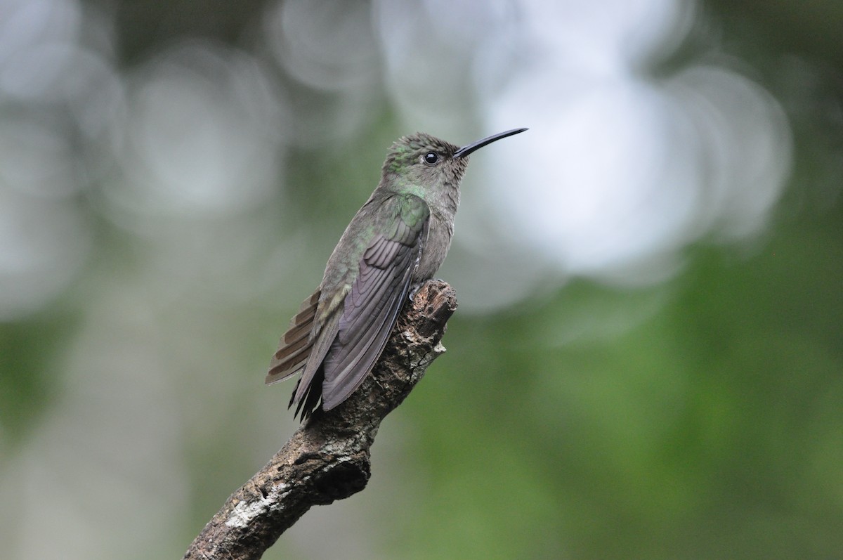 Sombre Hummingbird - ML97372751